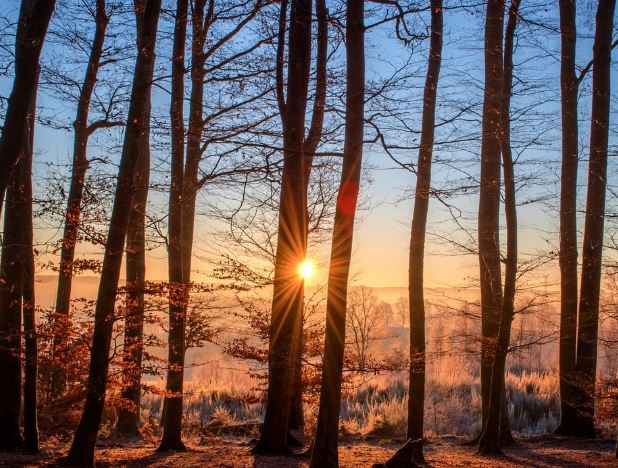 18 Interpretations of Dreams about Trees