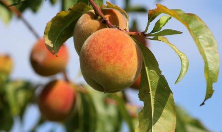 15 Interpretations of Dreaming about Peaches