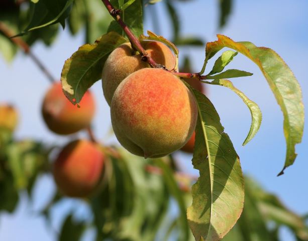 15 Interpretations of Dreaming about Peaches