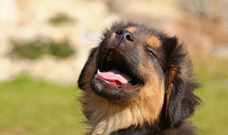 9 Interpretations of Dreaming of Barking Dogs