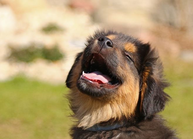 9 Interpretations of Dreaming of Barking Dogs