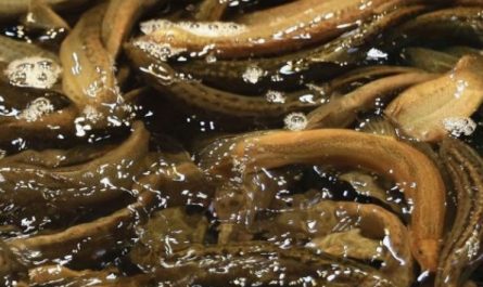 11 Interpretations of Dreaming about Loaches