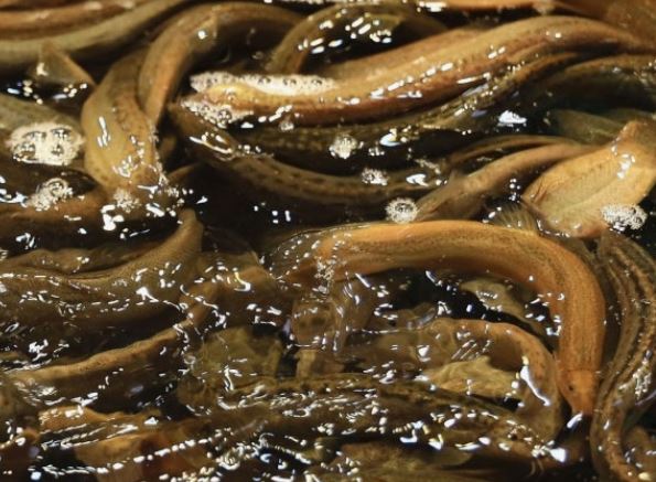 11 Interpretations of Dreaming about Loaches