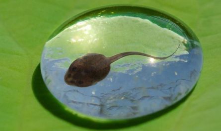 13 Interpretations of Dreaming about Tadpoles