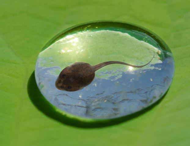 13 Interpretations of Dreaming about Tadpoles
