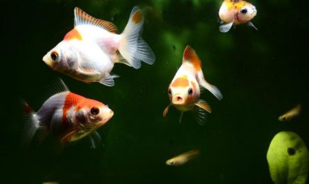 17 Interpretations of Dreaming about Goldfish