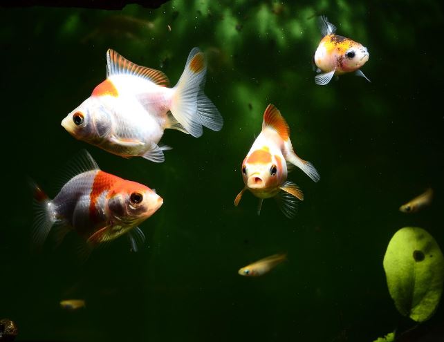 17 Interpretations of Dreaming about Goldfish