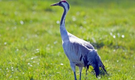 11 Interpretations of Dreaming of Cranes