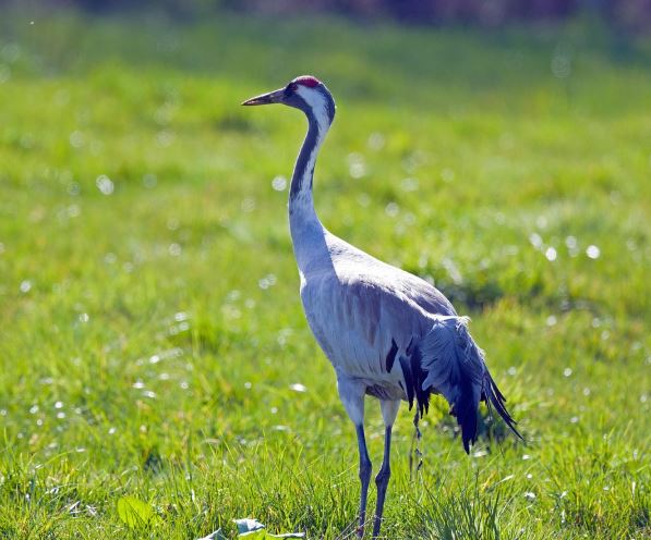 11 Interpretations of Dreaming of Cranes