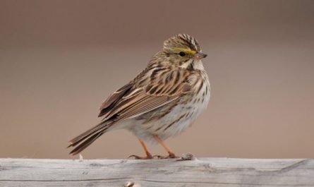 12 Interpretations of Dreaming of Sparrows