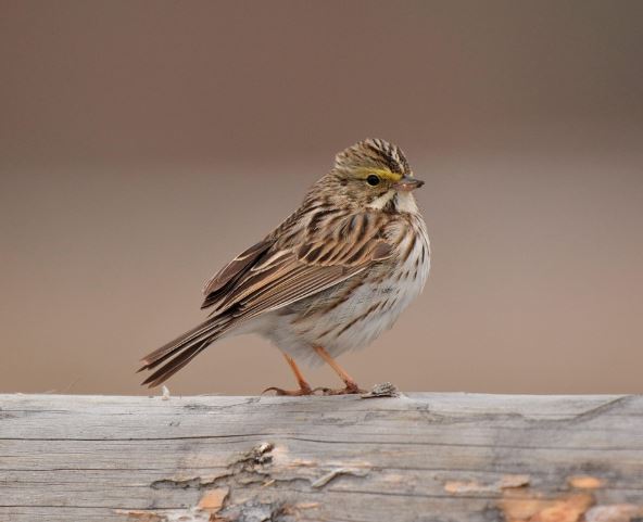 12 Interpretations of Dreaming of Sparrows