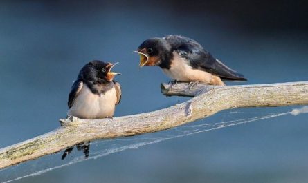 12 Interpretations of Dreaming of Swallows
