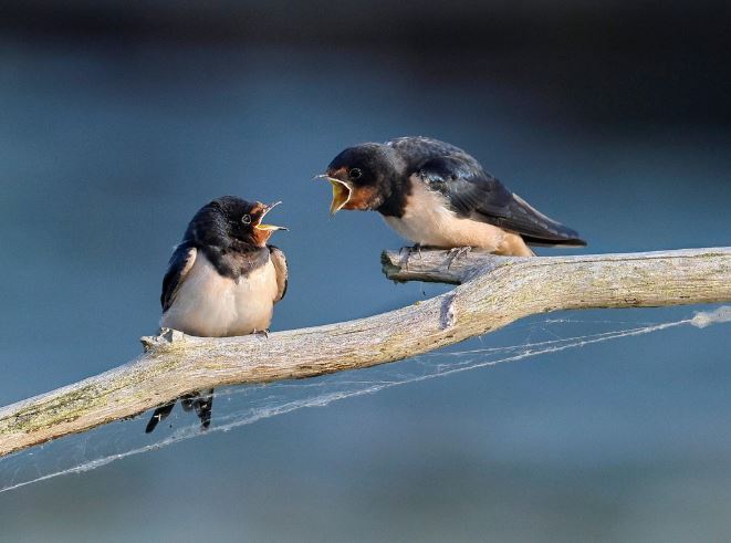 12 Interpretations of Dreaming of Swallows