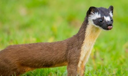11 Interpretations of Dreaming about Weasels