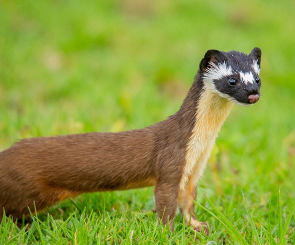11 Interpretations of Dreaming about Weasels