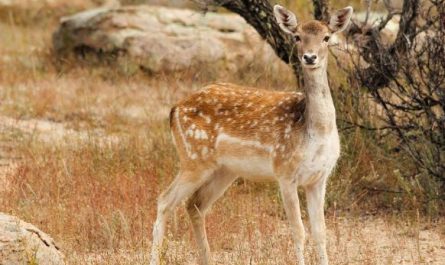 13 Interpretations of Dreaming of Deer