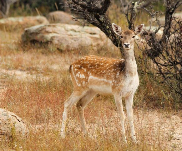 13 Interpretations of Dreaming of Deer