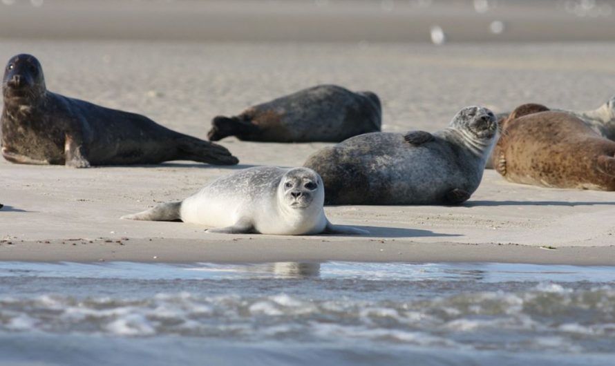21 Interpretations of Dreams about Seals
