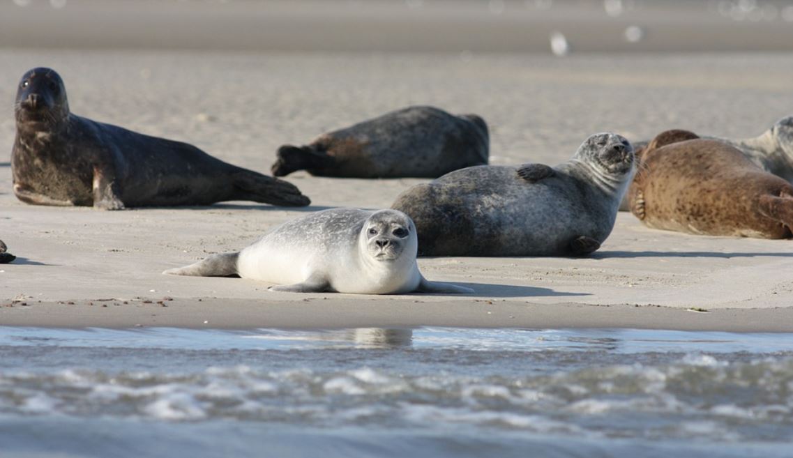21 Interpretations of Dreams about Seals