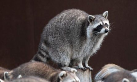 14 Interpretations of Dreaming about Raccoons