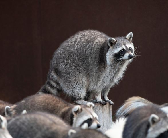 14 Interpretations of Dreaming about Raccoons
