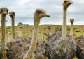 12 Interpretations of Dreaming about Ostriches