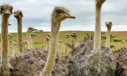 12 Interpretations of Dreaming about Ostriches