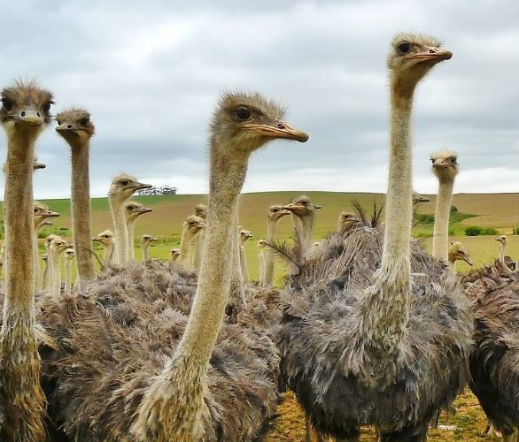 12 Interpretations of Dreaming about Ostriches