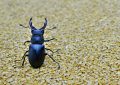 10 Interpretations of Dreams about Stag Beetles