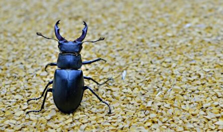 10 Interpretations of Dreams about Stag Beetles