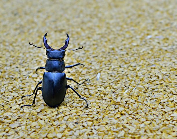 10 Interpretations of Dreams about Stag Beetles
