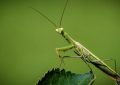 5 Interpretations of Dreaming of Praying Mantises