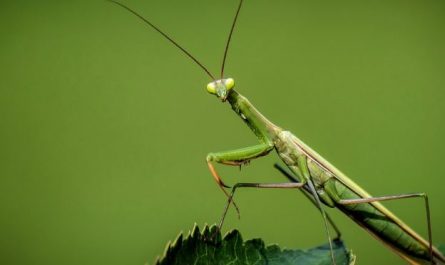 5 Interpretations of Dreaming of Praying Mantises