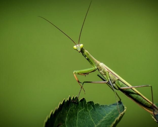 5 Interpretations of Dreaming of Praying Mantises