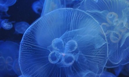 10 Interpretations of Dreaming about Jellyfish