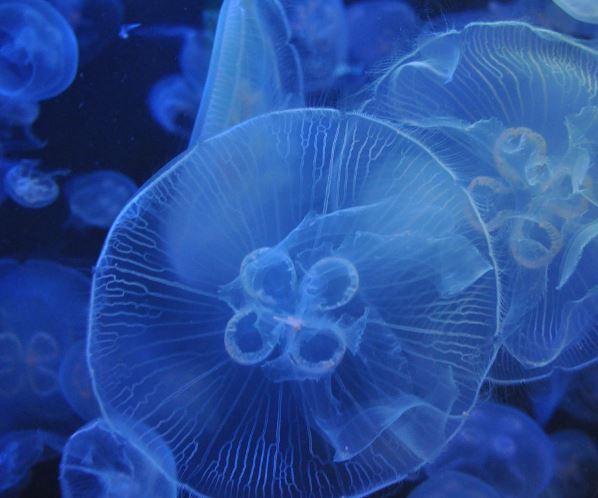 10 Interpretations of Dreaming about Jellyfish