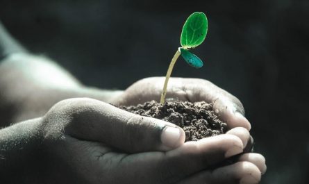 26 Interpretations of Dreams about Plants