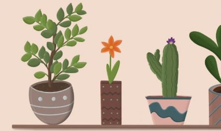 16 Interpretations of Dreams about Flowerpots