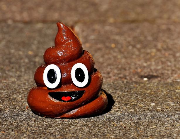 11 Interpretations of Dreaming about Dog Feces