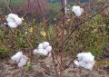 10 Interpretations of Dreaming about Cotton