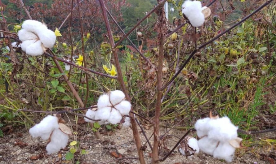 10 Interpretations of Dreaming about Cotton