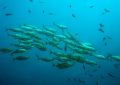 14 Interpretations of Dreaming of Big Fish