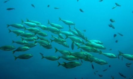 14 Interpretations of Dreaming of Big Fish