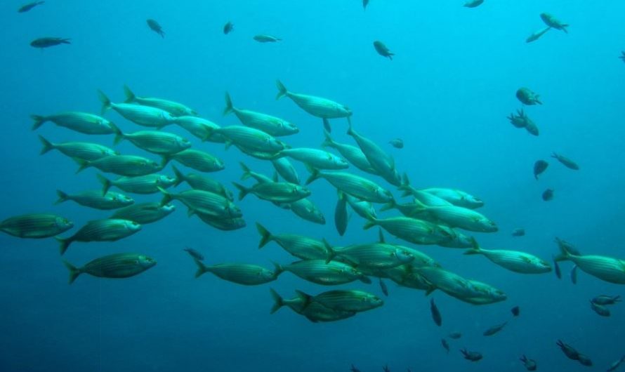 14 Interpretations of Dreaming of Big Fish