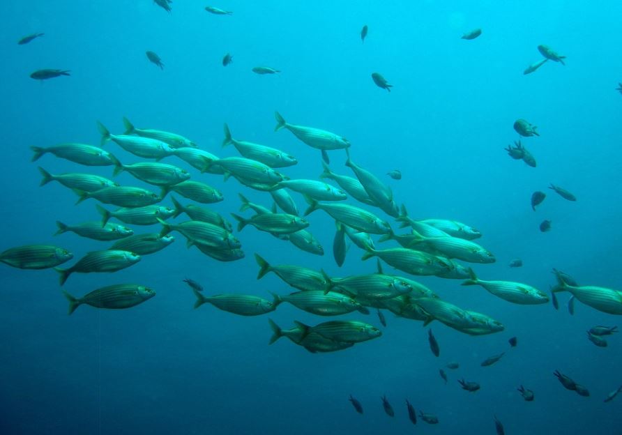 14 Interpretations of Dreaming of Big Fish