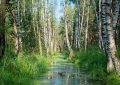 13 Interpretations of Dreams about Swamps