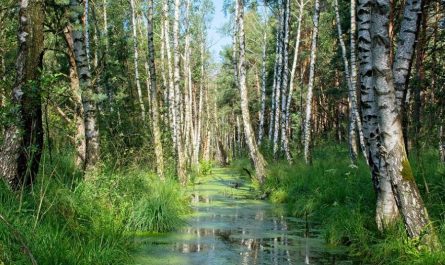 13 Interpretations of Dreams about Swamps
