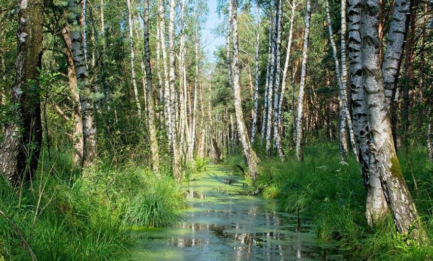 13 Interpretations of Dreams about Swamps