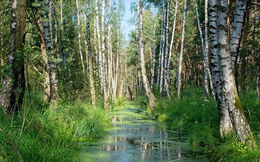13 Interpretations of Dreams about Swamps