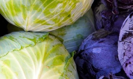8 Spiritual Meanings of Dreaming of Cabbage